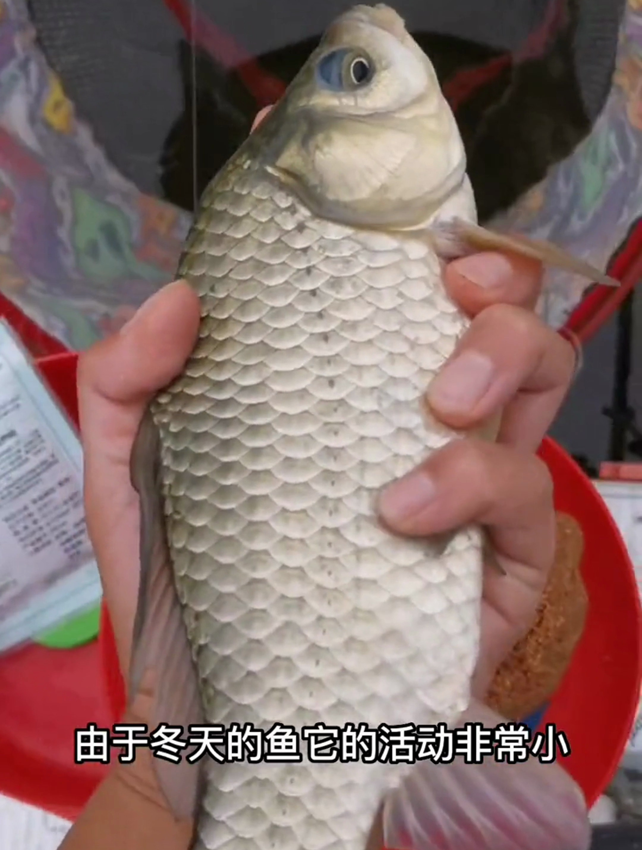 冬季钓鲫鱼大有讲究,其中关键就在于“打窝”!