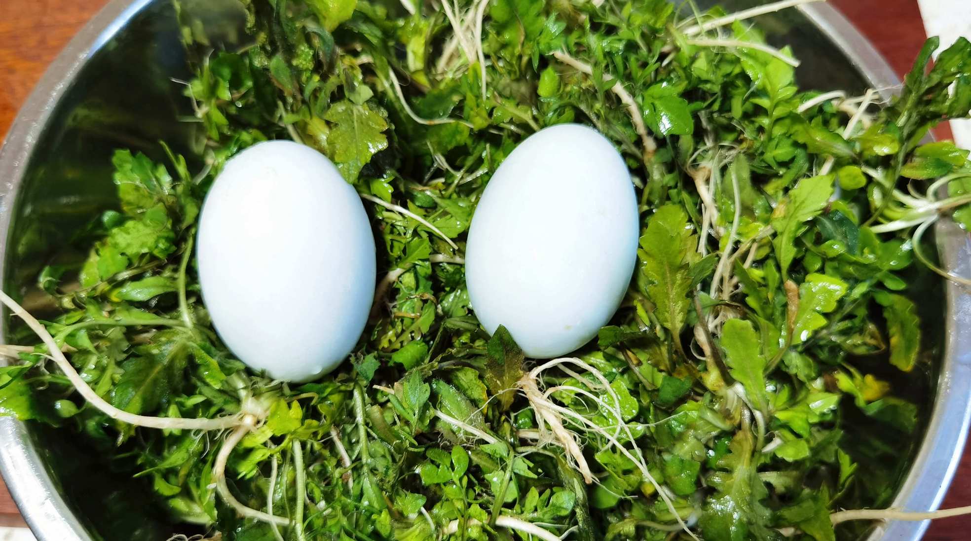 春天多吃荠菜，加2个咸鸭蛋，饭店卖68一盘，鲜嫩又营养，真解馋