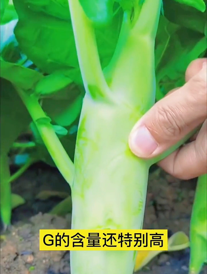 这个菜我敢说90%的人都没见过,它就是芥蓝中的“大鸡腿”!