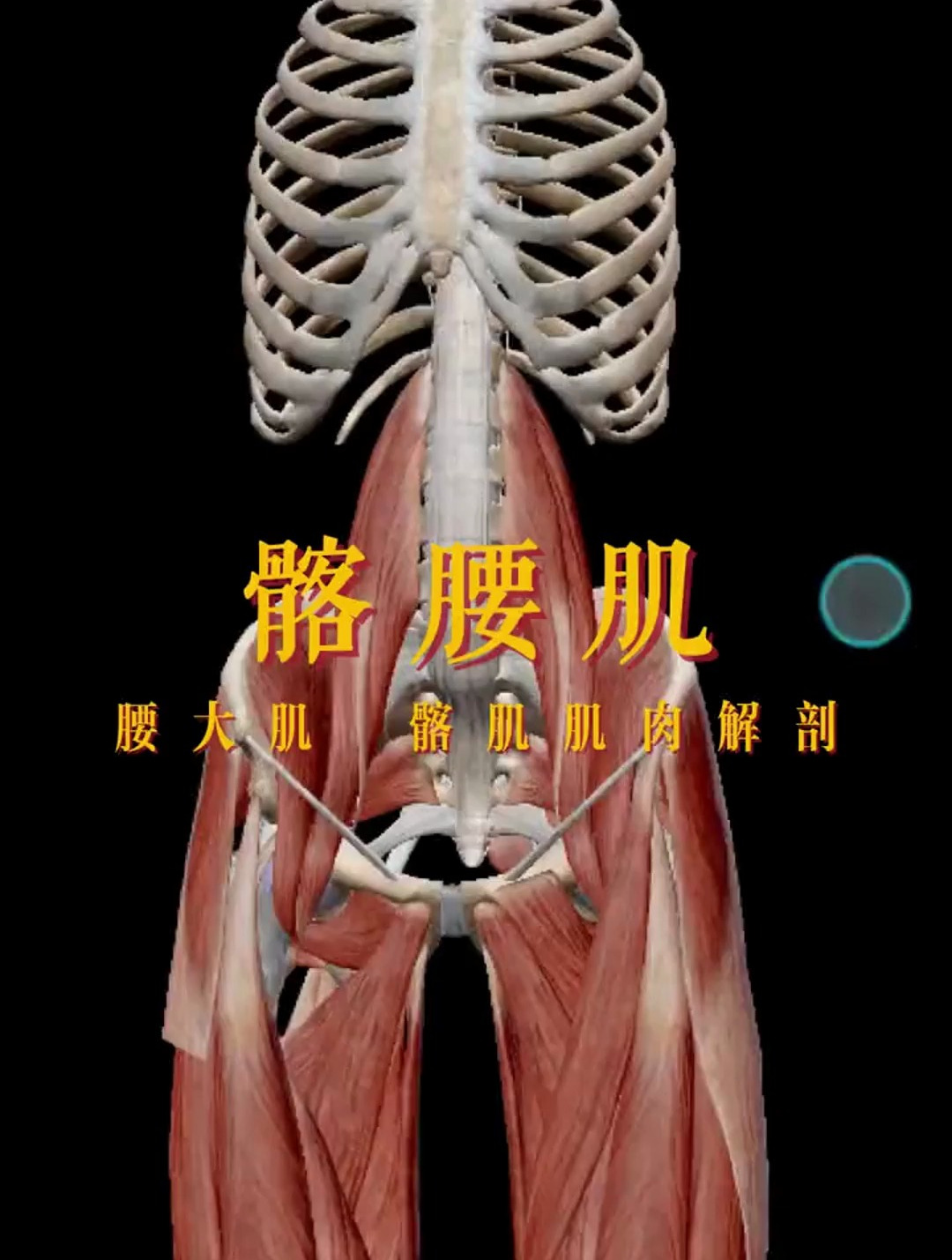 解读人体结构——髂腰肌 无法挺腰站立的要注意了