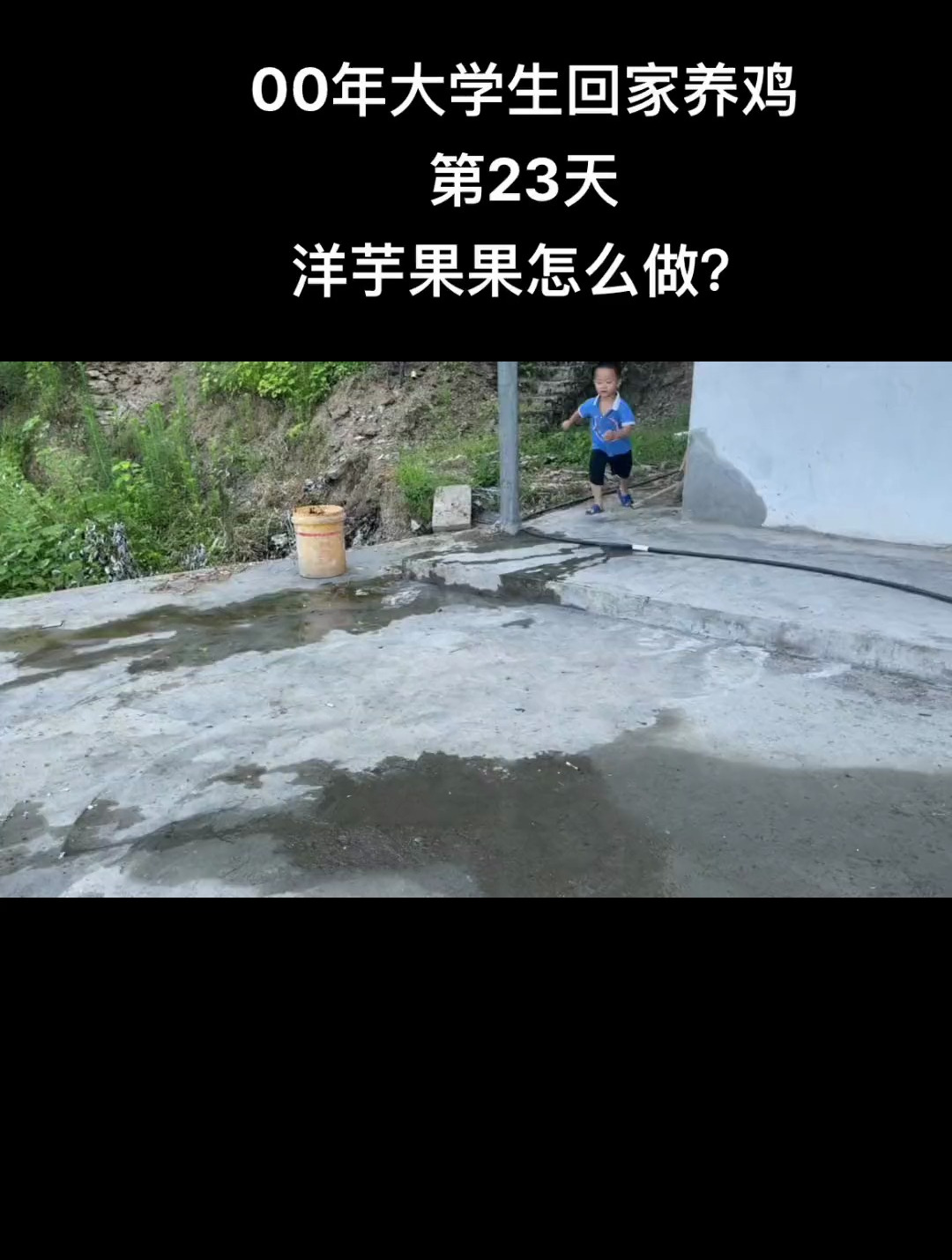 00年大学生回家养鸡第23天,看看地方特产干洋芋果果的制作过程!