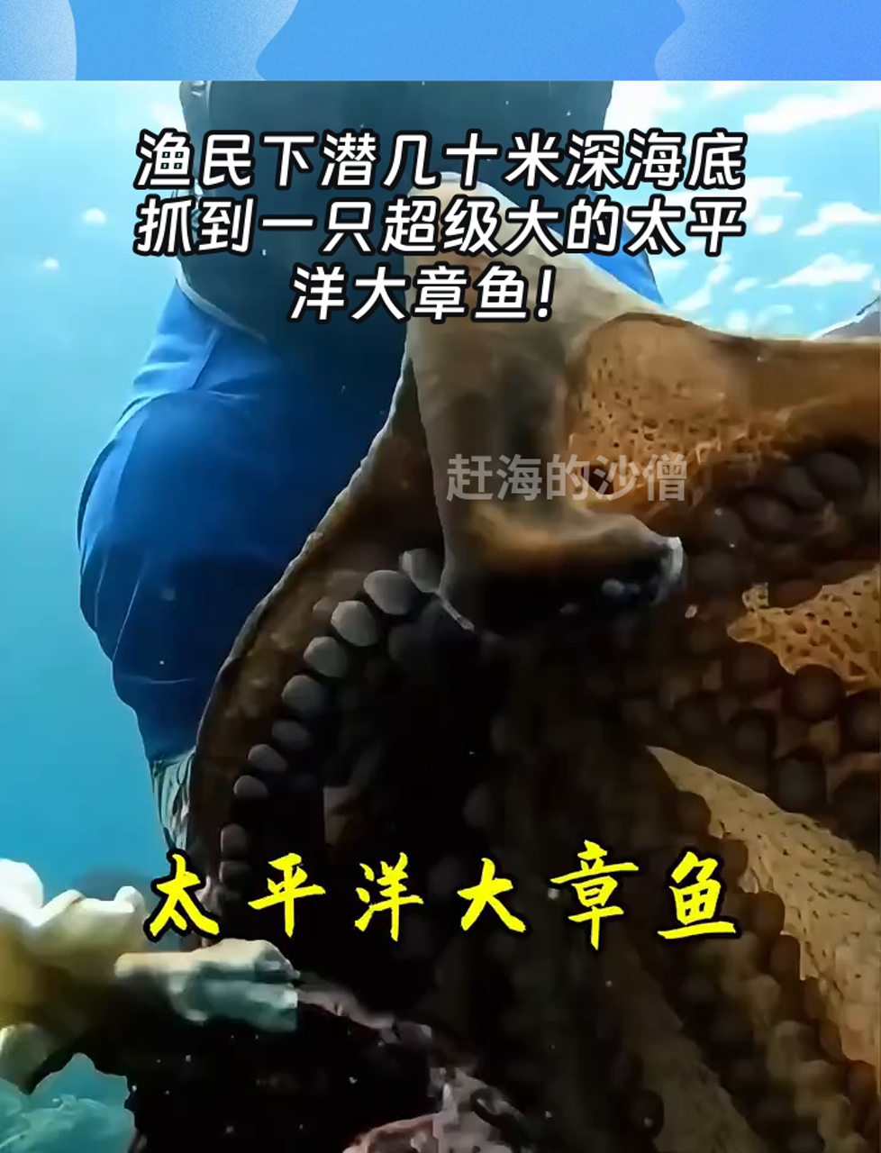 渔民下潜几十米深海底,抓到一只超级大的太平洋大章鱼!
