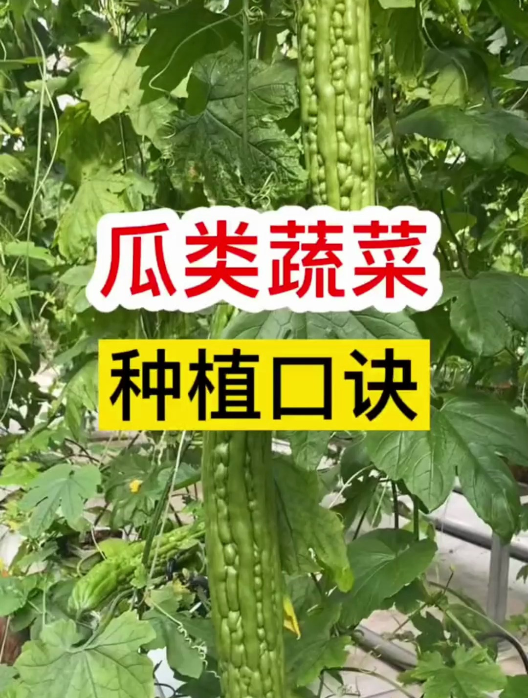瓜类蔬菜种植口诀,你记住了吗