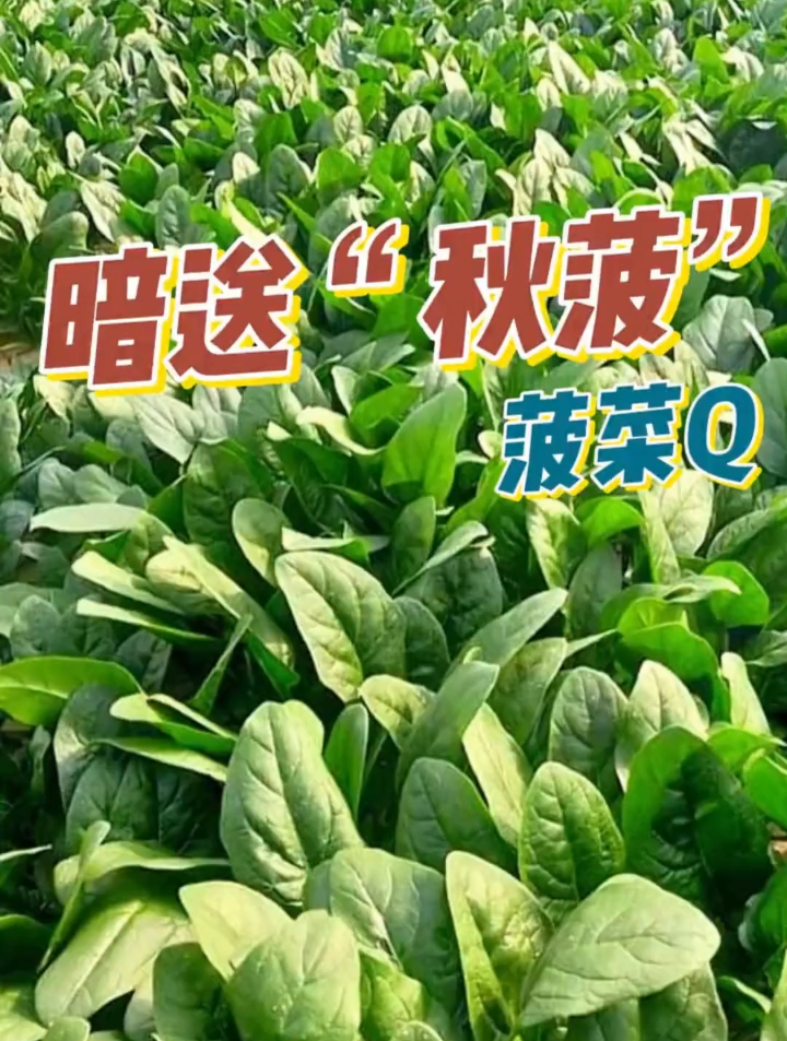 教你三步,种好秋天第一茬菠菜!不进来看的都吃亏了!