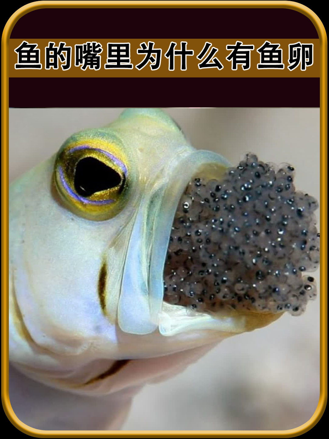 鱼的嘴里为什么会有鱼卵