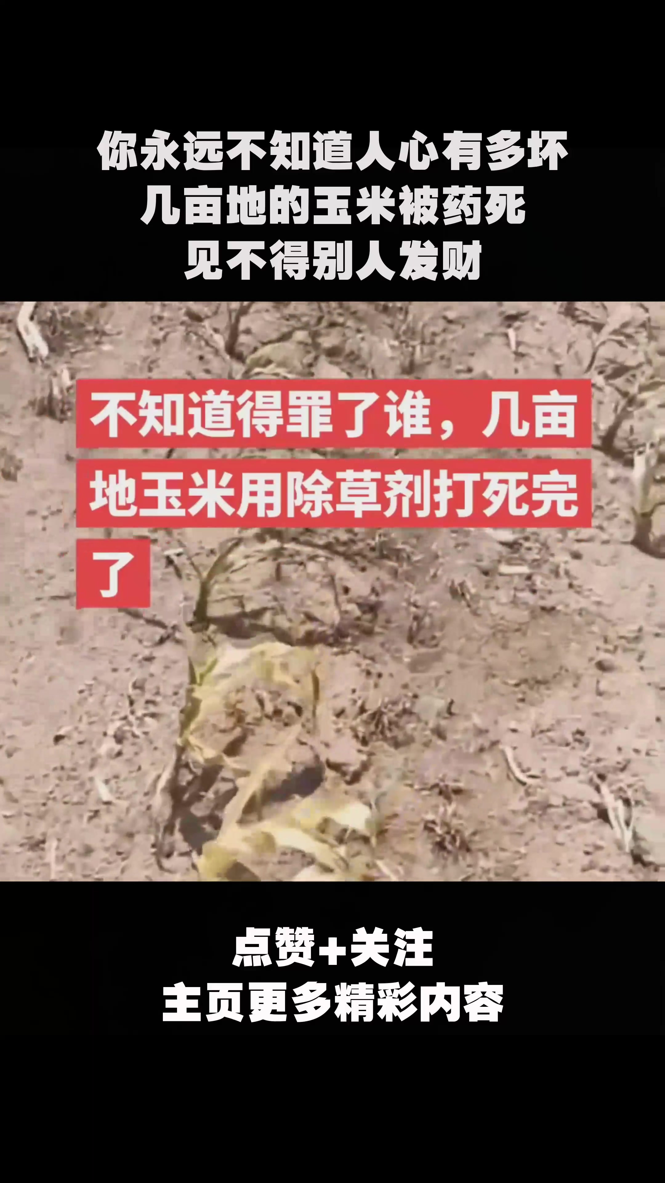 你永远不知道人心有多坏,几亩地的玉米被药死,见不得别人发财?
