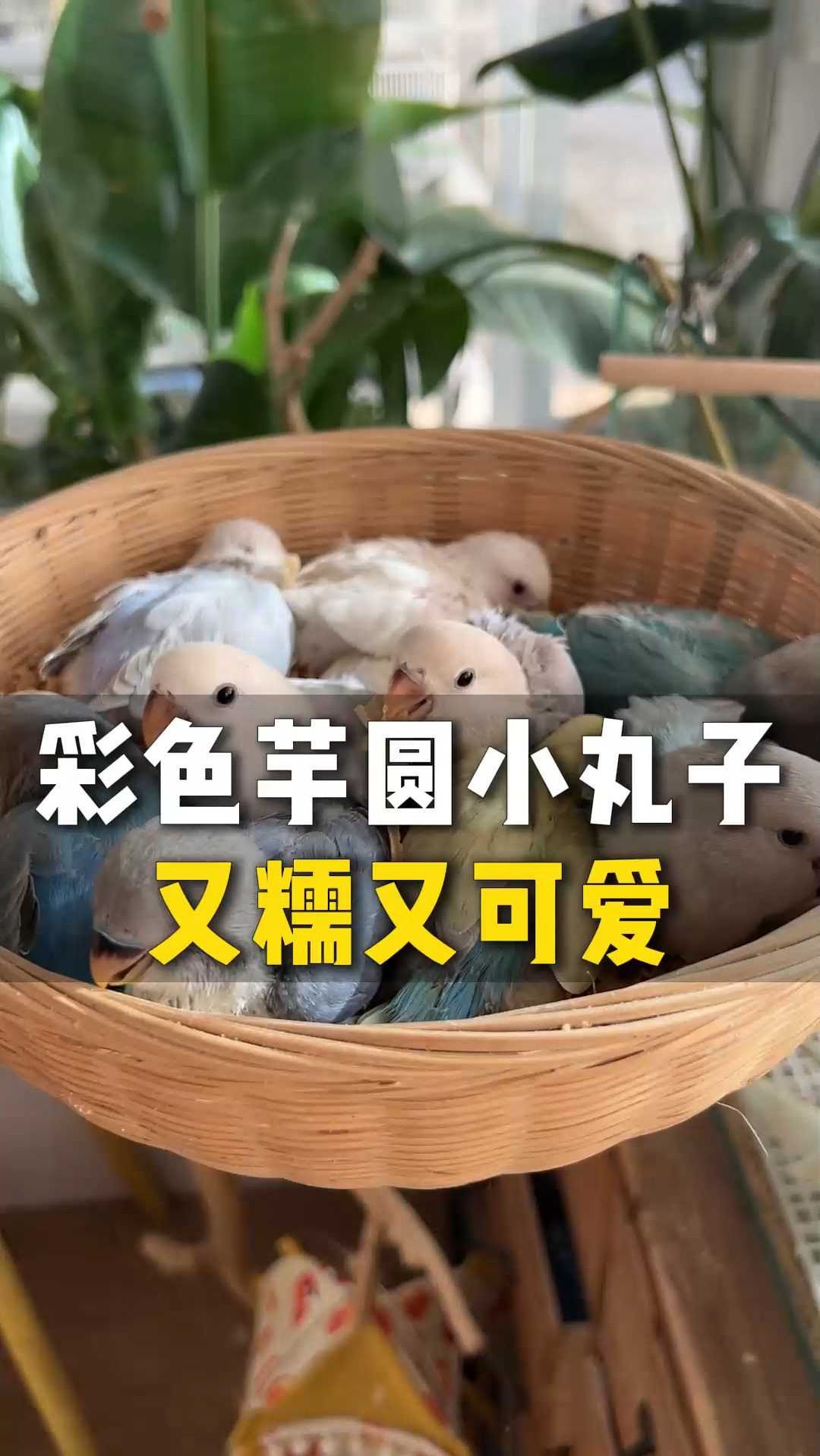 园长家新到的牡丹彩色芋圆小丸子,有人喜欢吗?Y