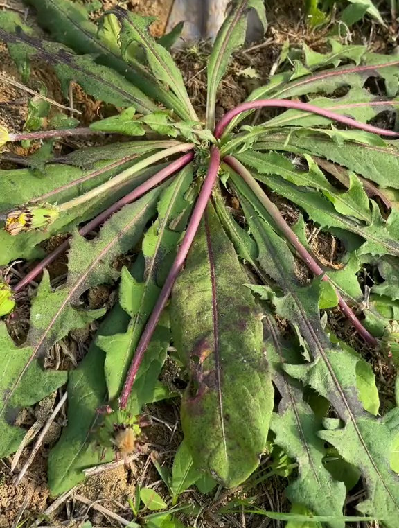 极似蒲公英的植物,野苦菜、桃叶鸦葱、泥胡菜、花叶滇苦菜、地黄