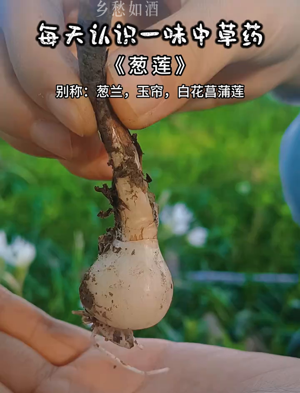 葱莲,别名葱兰,长得像葱又像莲,气质赛过兰花!