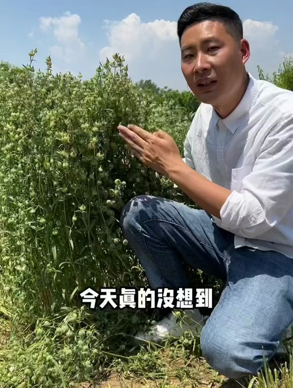 麦瓶草别名面条菜、米瓦罐,很多人经常认成王不留行,其实并不是