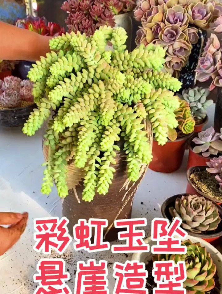 彩虹玉坠,也叫七彩玉坠,悬崖造型,值得拥有!