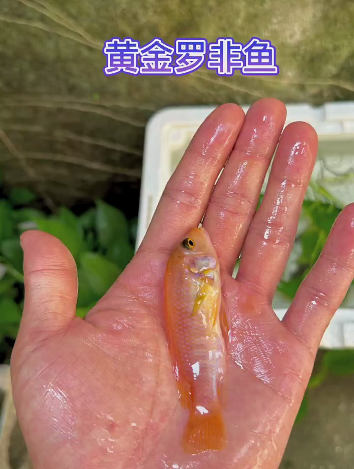 黄金罗非鱼来咯