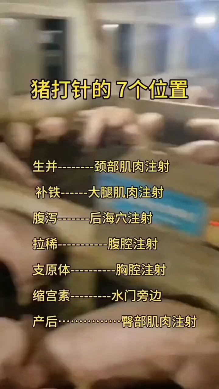 猪打针的七个位置,还有哪些位置能打呢?