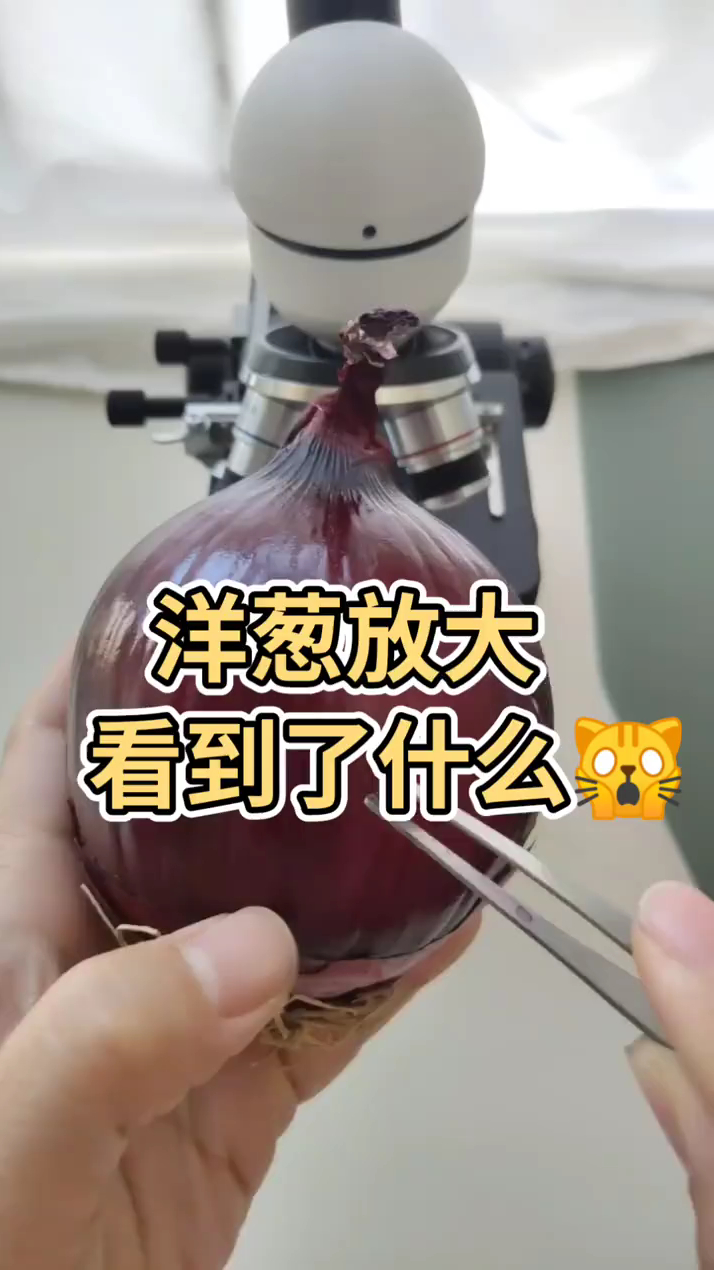 亲子科学小实验,显微镜观察洋葱外表皮了解洋葱表皮细胞的结构