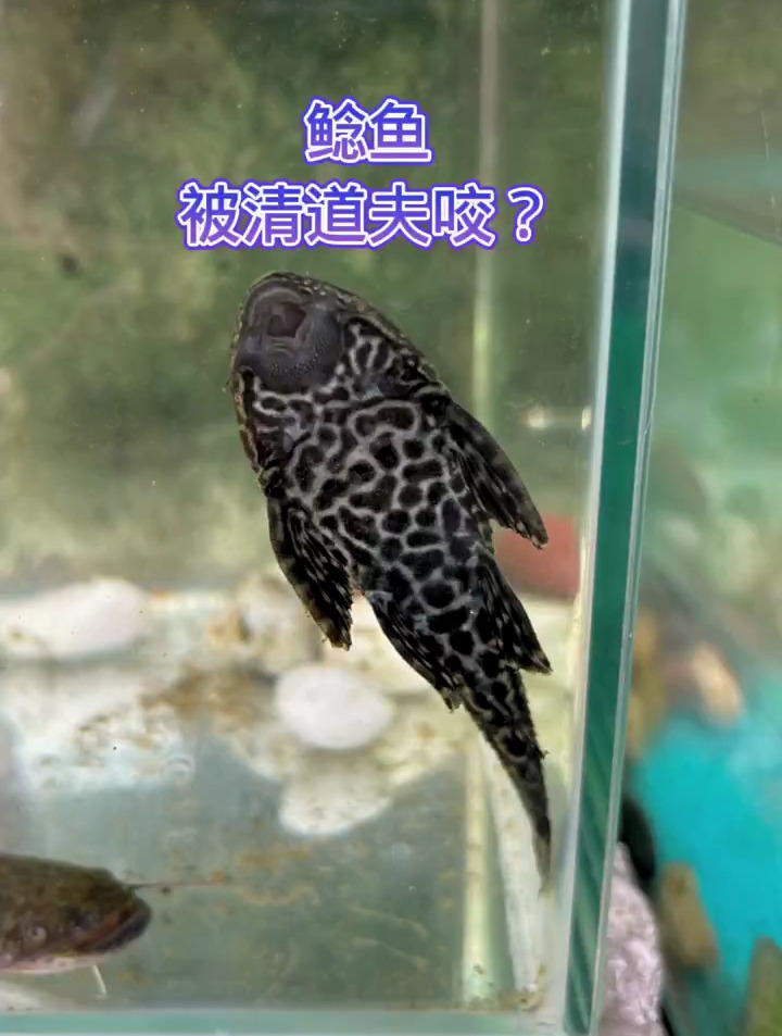 鲶鱼被清道夫咬了