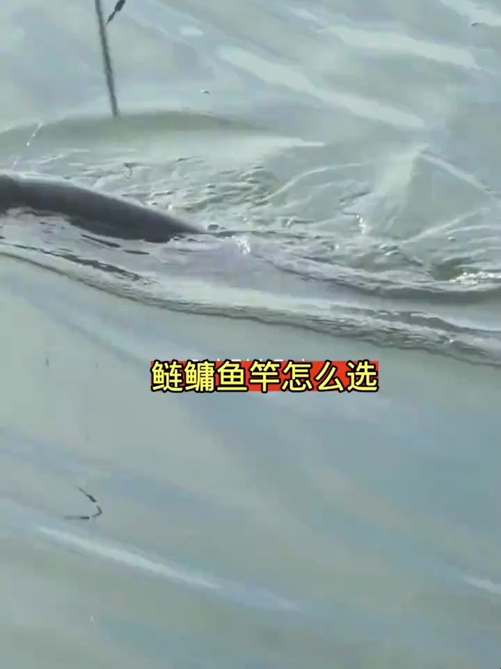 钓鲢鳙鱼竿怎么选择?