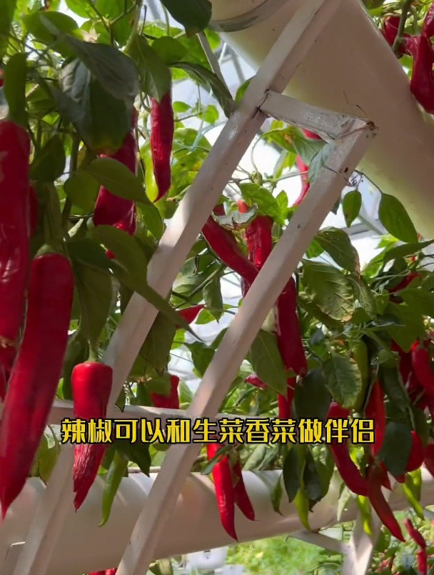 蔬菜也有伴侣,也有CP你知道吗?相生相克的你看过,相生相合的