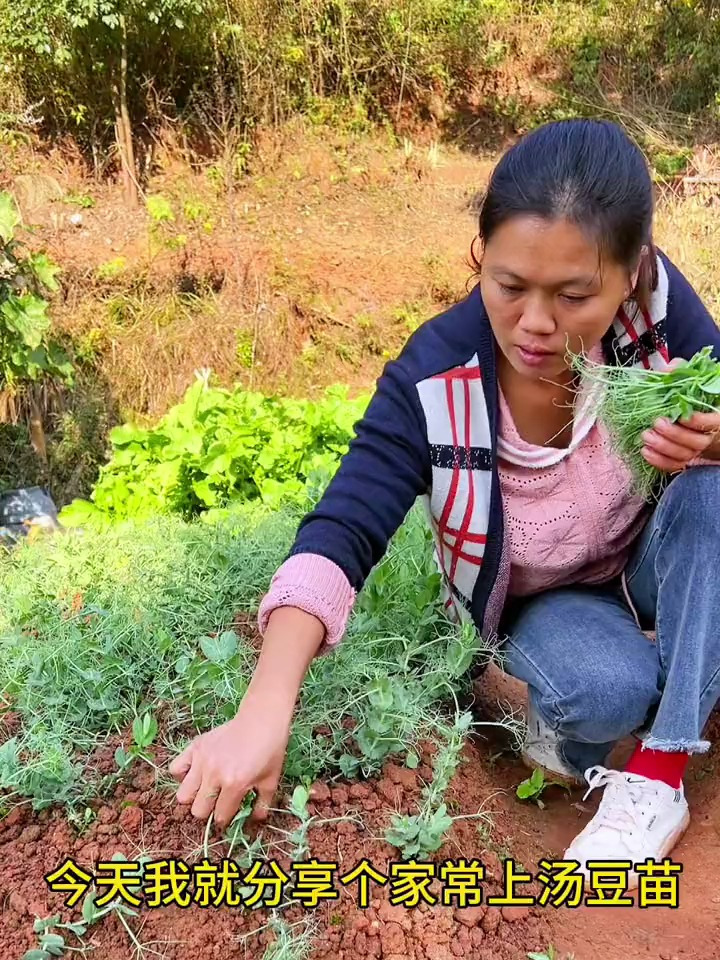 豌豆苗这样做汤,很鲜哦!