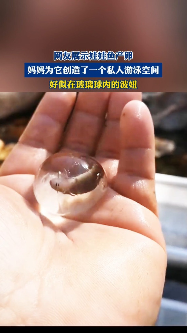 网友展示娃娃鱼产卵,妈妈为它创造了一个私人游泳空间,好似在玻璃球内的波妞!
