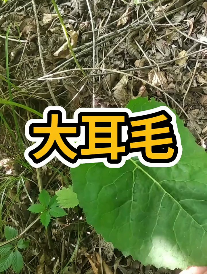 大耳毛野菜的学名叫作“东风菜”,它主要生长在阔叶林或者草地旁