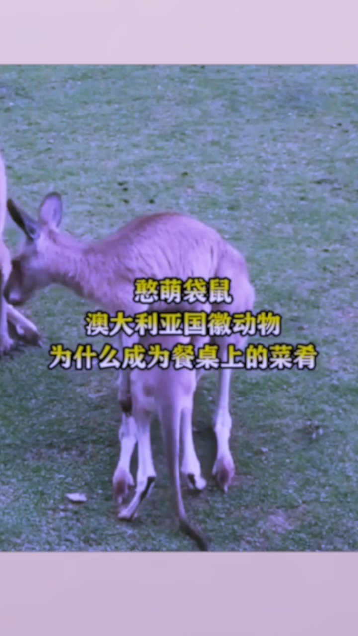 憨萌袋鼠,澳大利亚国徽动物,为什么成为餐桌上的菜肴!