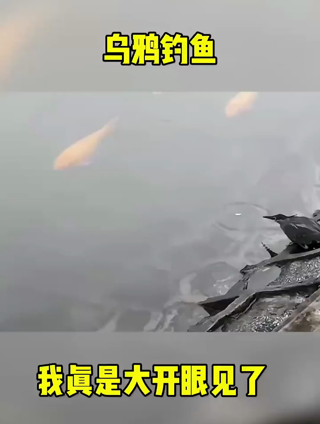 搞笑视频 笑到肚子疼