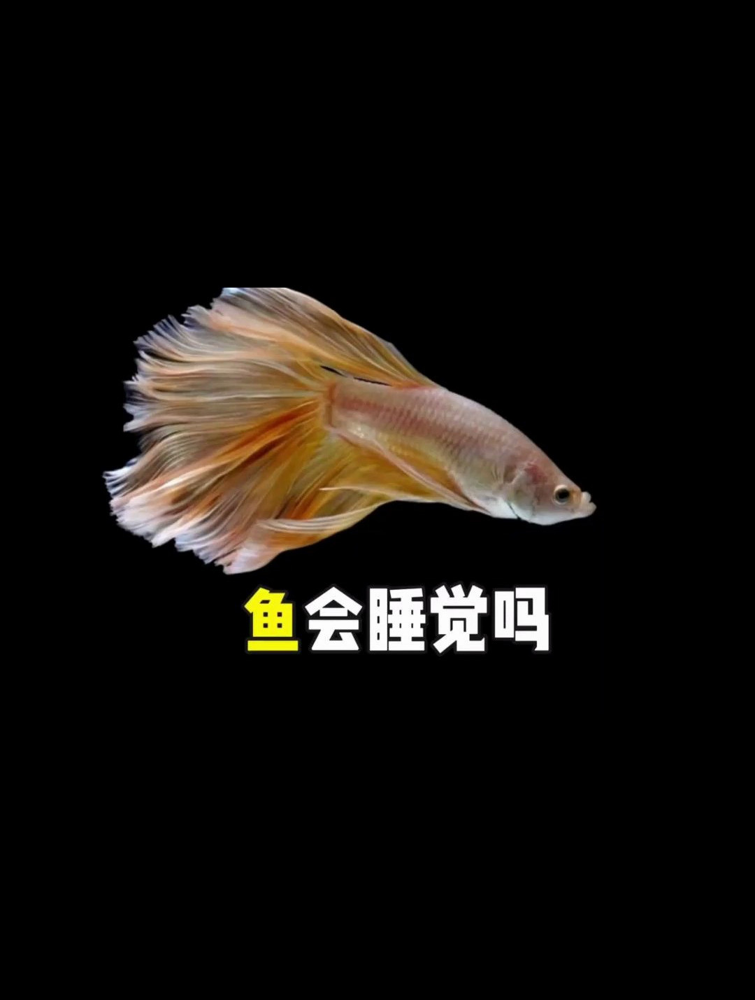 鱼会不会睡觉呢?它到底是怎么睡的,和我们有什么不一样?