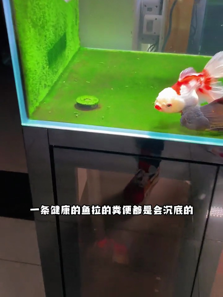模拟原生水流,可避免死水,可将底沙中的粪便食物残渣出水来