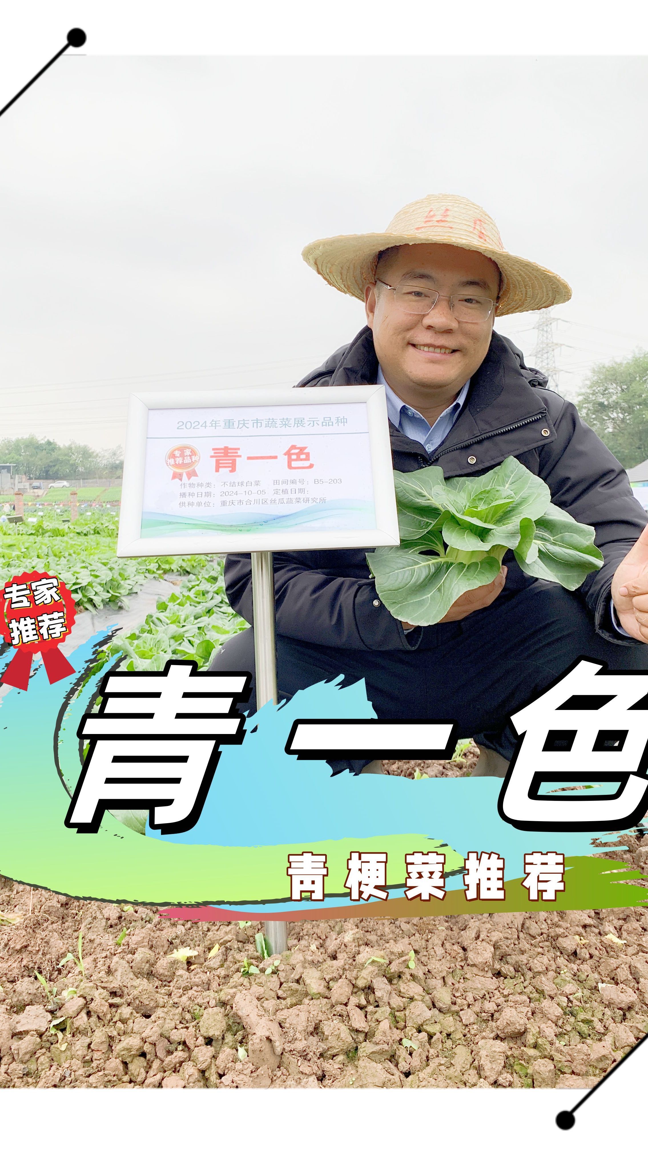 青一色青菜品种推荐