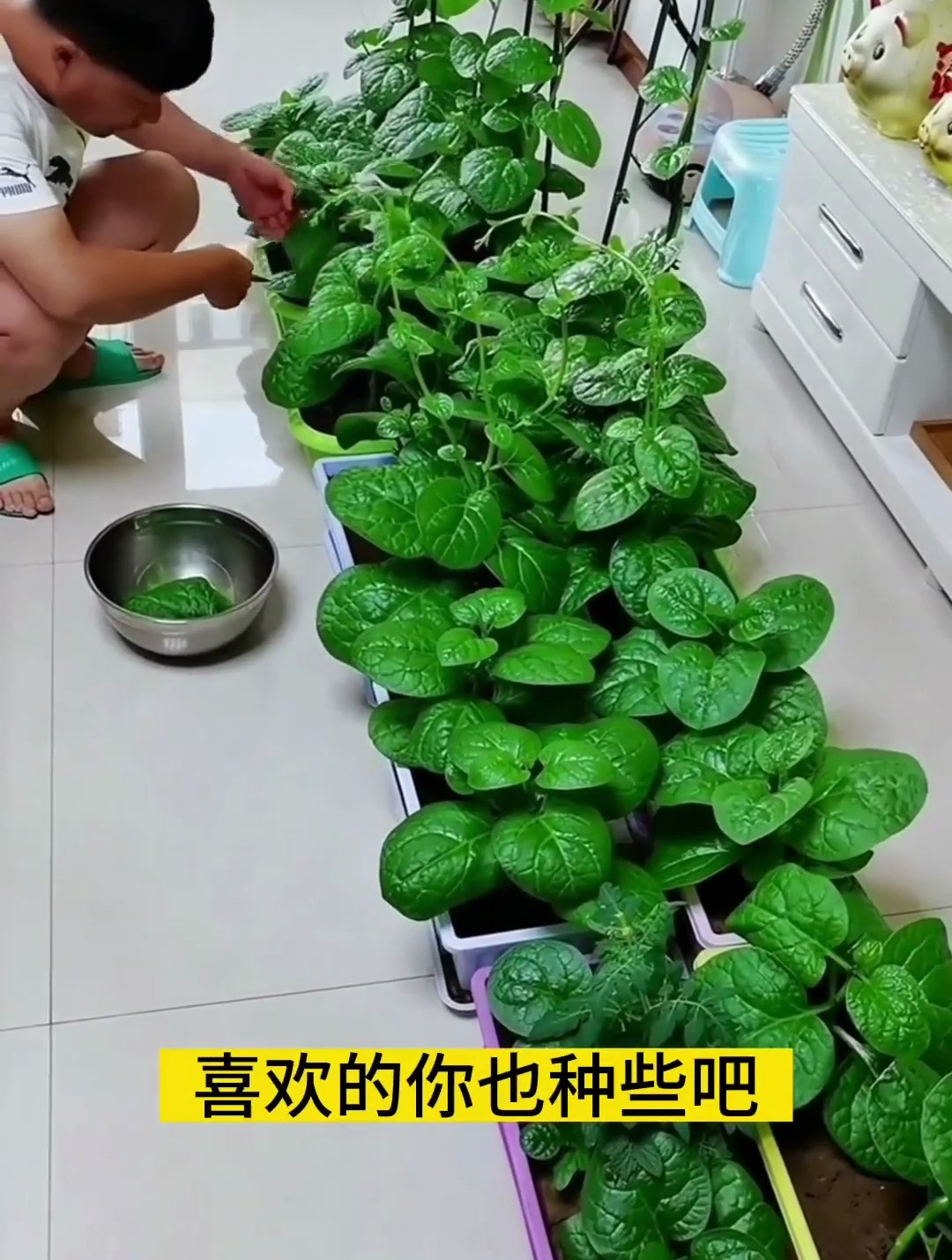 比绿萝还好养,618好物节,木耳菜在家种菜小技巧!