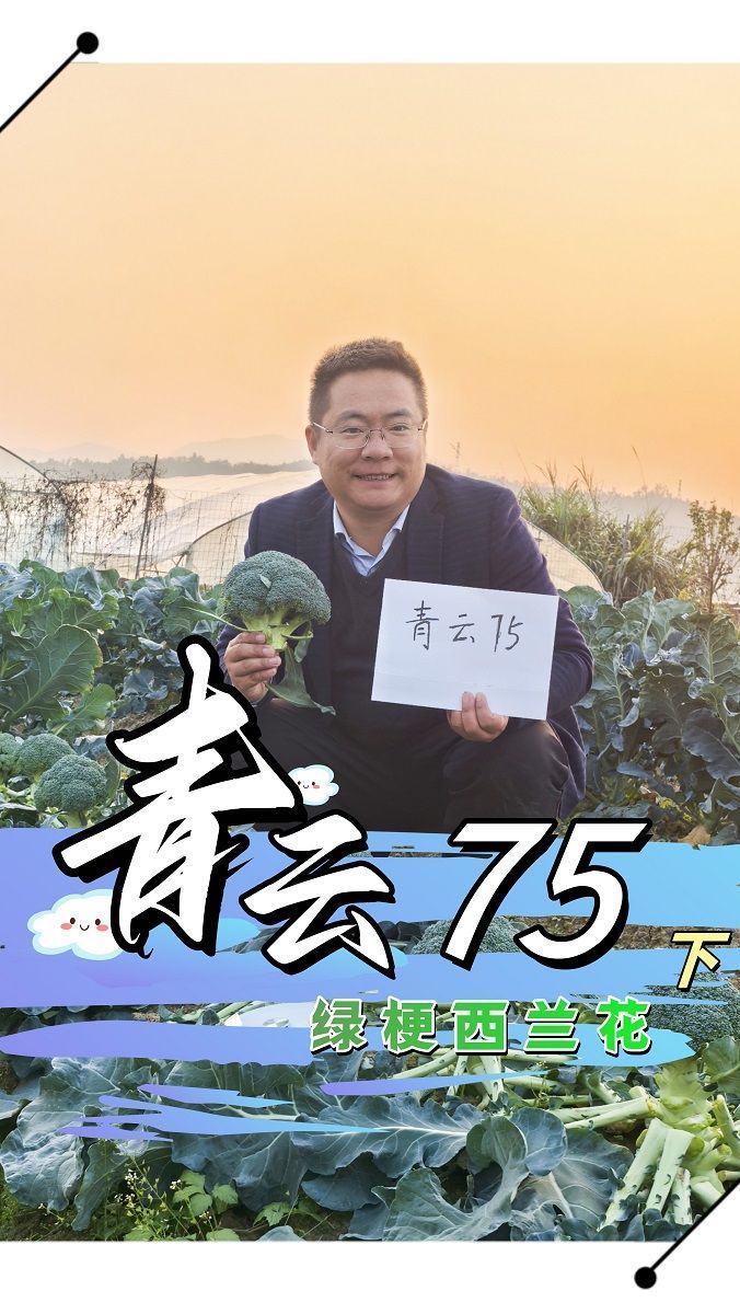 《青云75》绿杆西蓝花下集