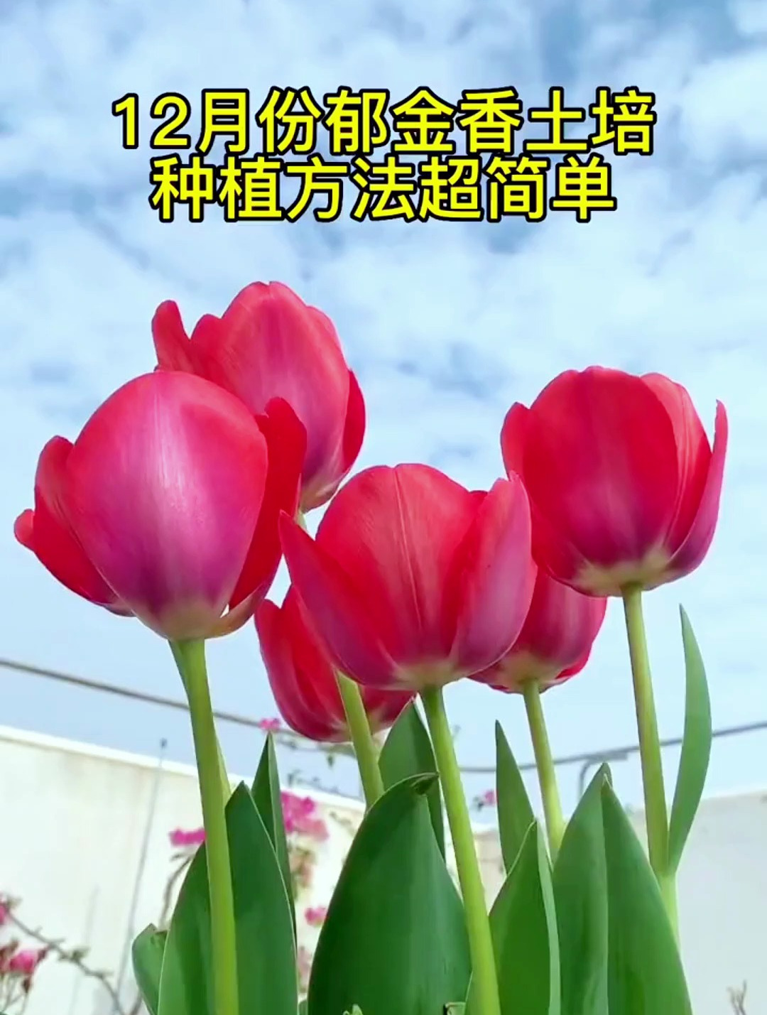 种植郁金香最好在秋冬季,一般20天左右就会生根发芽的