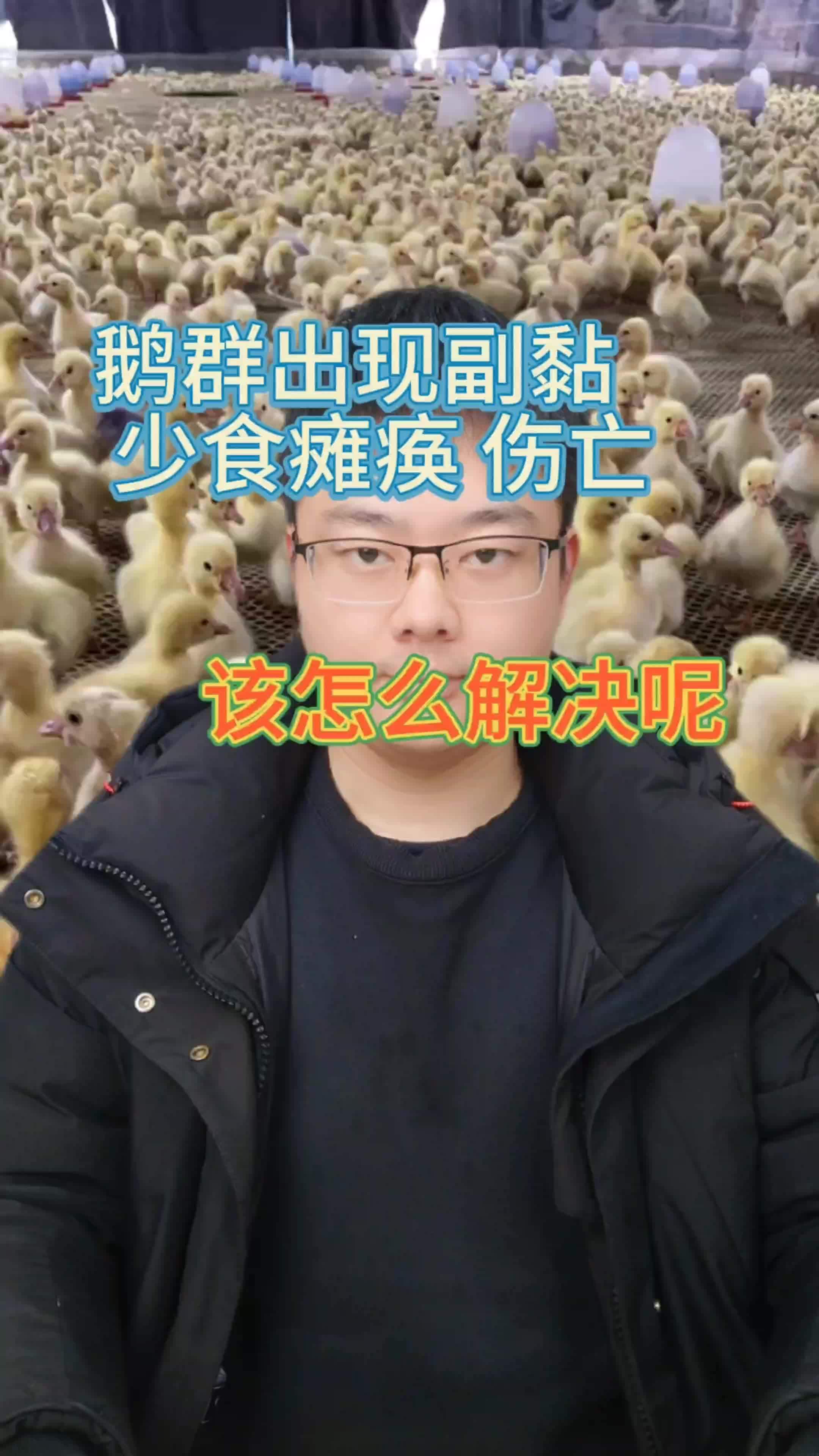 鹅副粘病毒  小鹅副粘病毒  鹅副粘病毒症状 