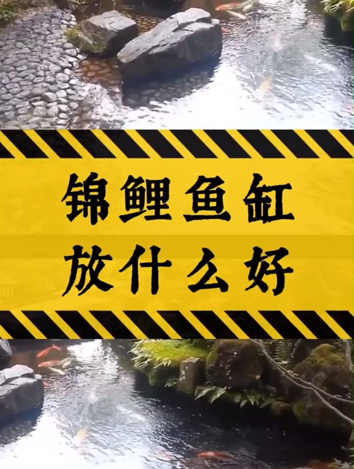 锦鲤鱼缸放什么好?答案太棒!想养锦鲤的小伙伴们,认真看完哦!
