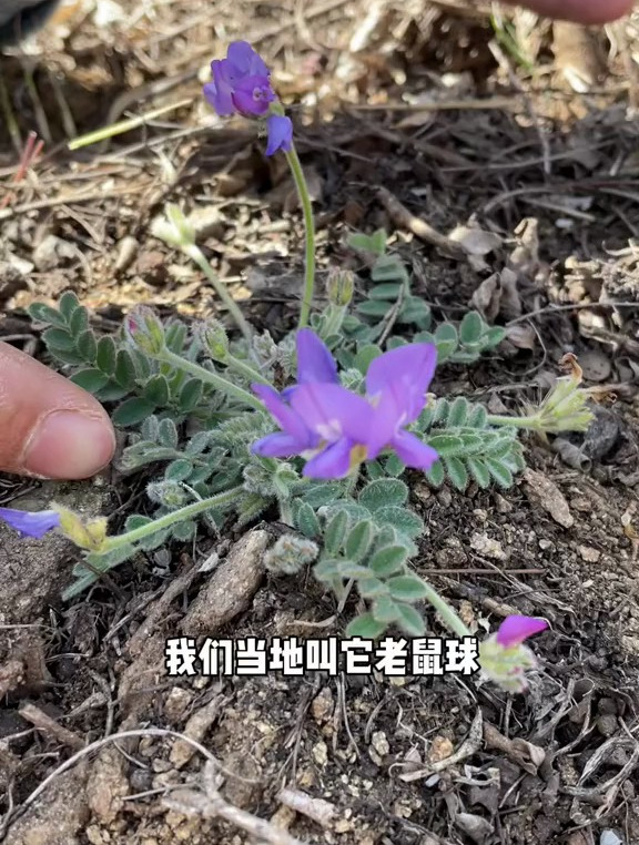 米口袋又叫甜地丁、少花地丁。它在缺粮少吃的时候可是难得的野菜