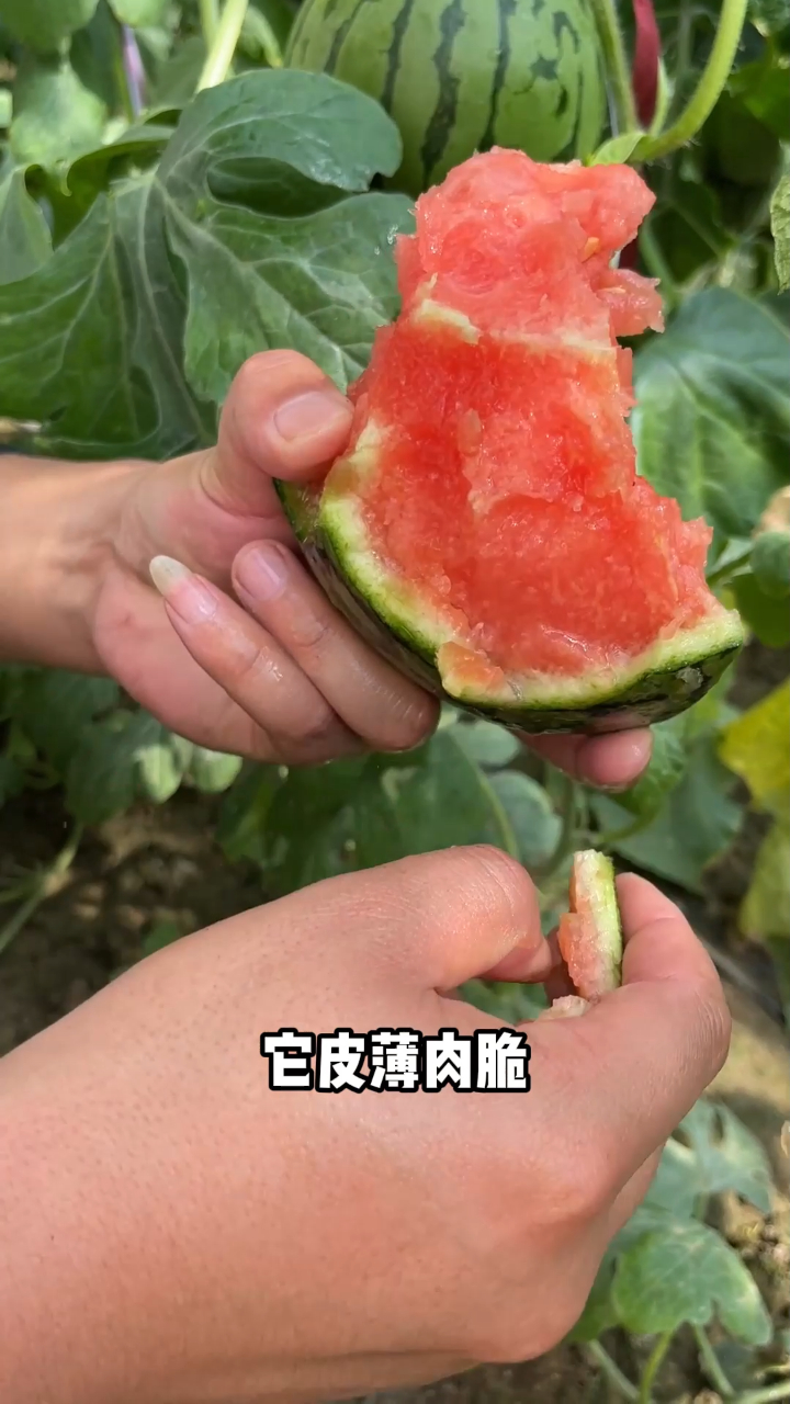 有这么一种啊可以带皮吃的西瓜它皮薄肉脆多汁