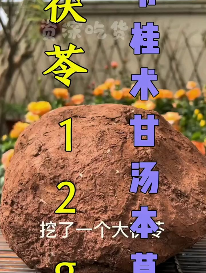 伤寒论中苓桂术甘汤本草(茯苓、桂枝、白术、甘草)