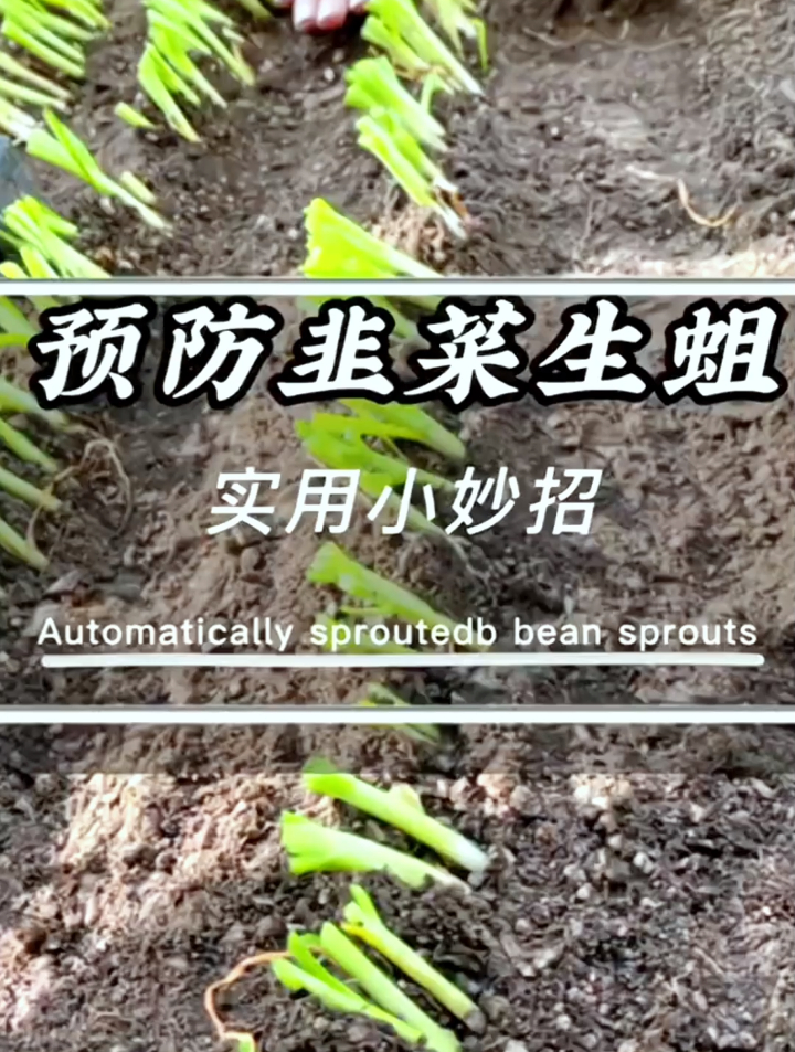 韭菜种植前往地里撒上它,韭菜长得快不生蛆,比任何化肥都好用!