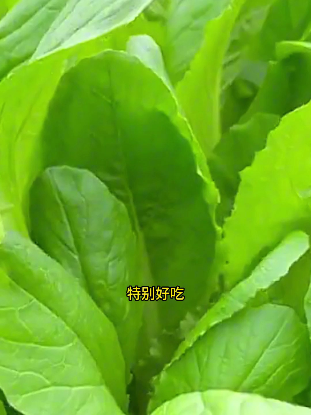 现在正是种植青梗小白菜的时候,3天发芽,20天就可以采收
