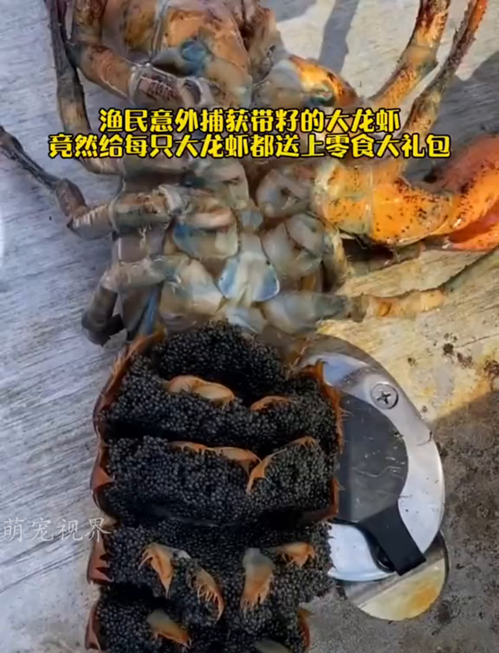渔夫意外捞到带籽的大虾,居然给每只大虾都准备了零食包