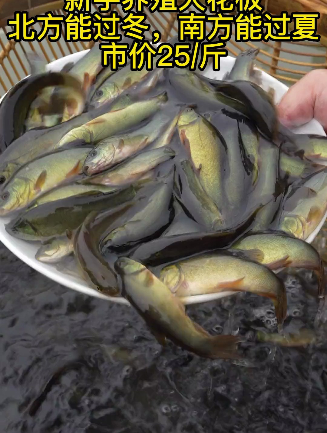 这是养几个月就可以出塘的鱼,丁桂鱼被称为童子鱼