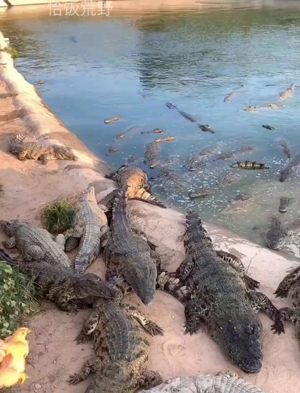 一咬就化,蛋白质含量是牛肉的六倍多