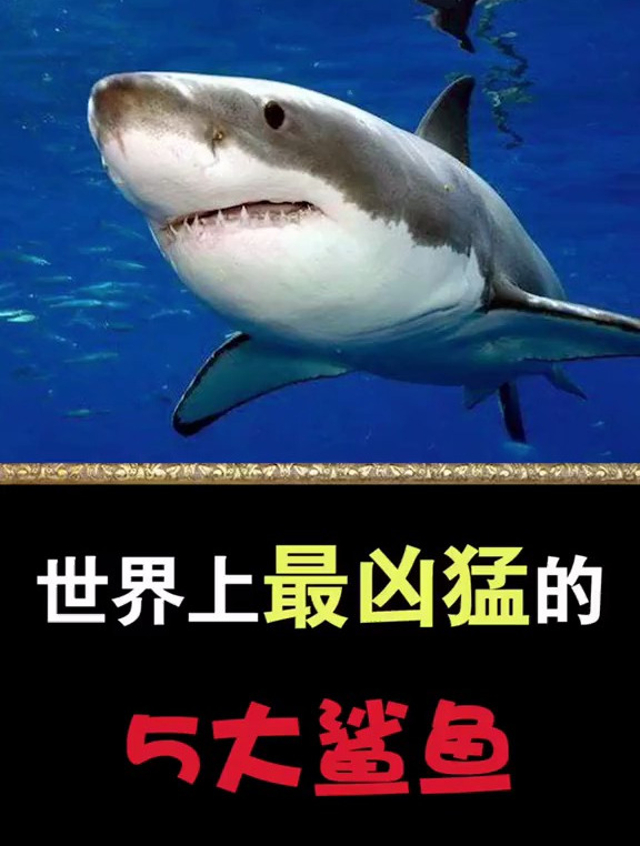 鲨鱼界中的5大霸主!大白鲨 鲨鱼