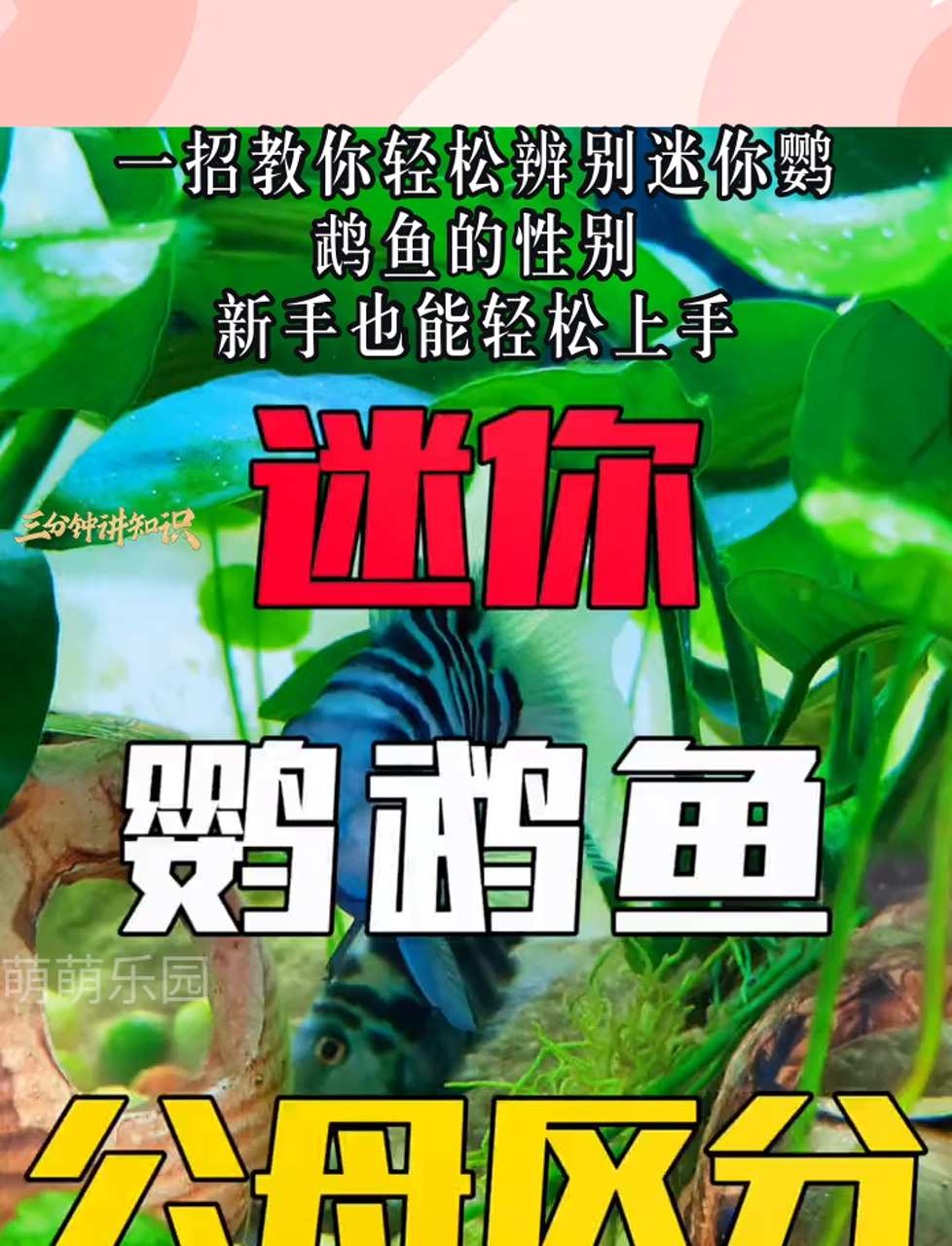 一招教你轻松辨别迷你鹦鹉鱼的性别,新手也能轻松上手
