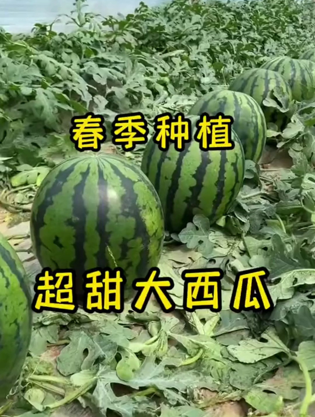 一起学种菜,懒汉也能种植的超甜大西瓜,种植技巧