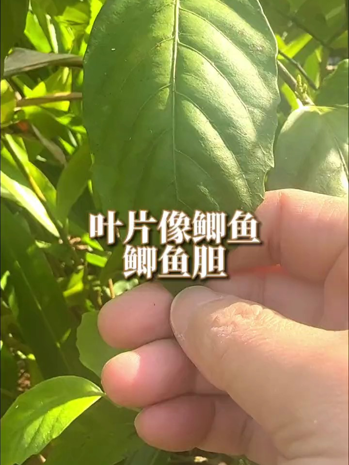 叶片像鲫鱼,鲫鱼胆,懂的人用它制茶