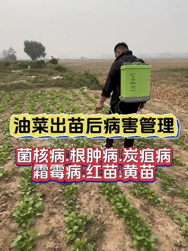 油菜生长周期病害防治,防治油菜各种病害发生助您高产丰收