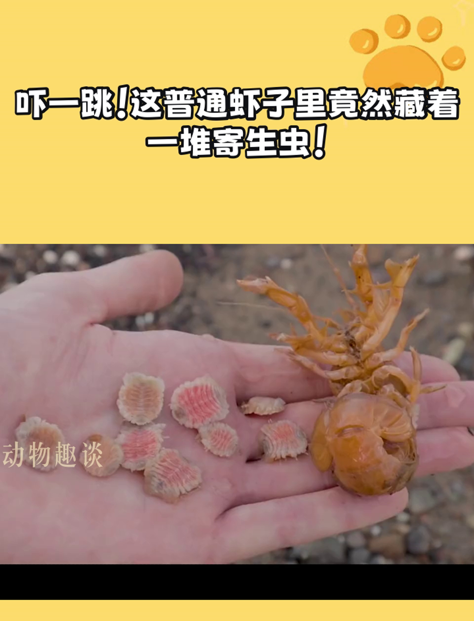 吓一跳!这普通虾子里竟然藏着一堆寄生虫!