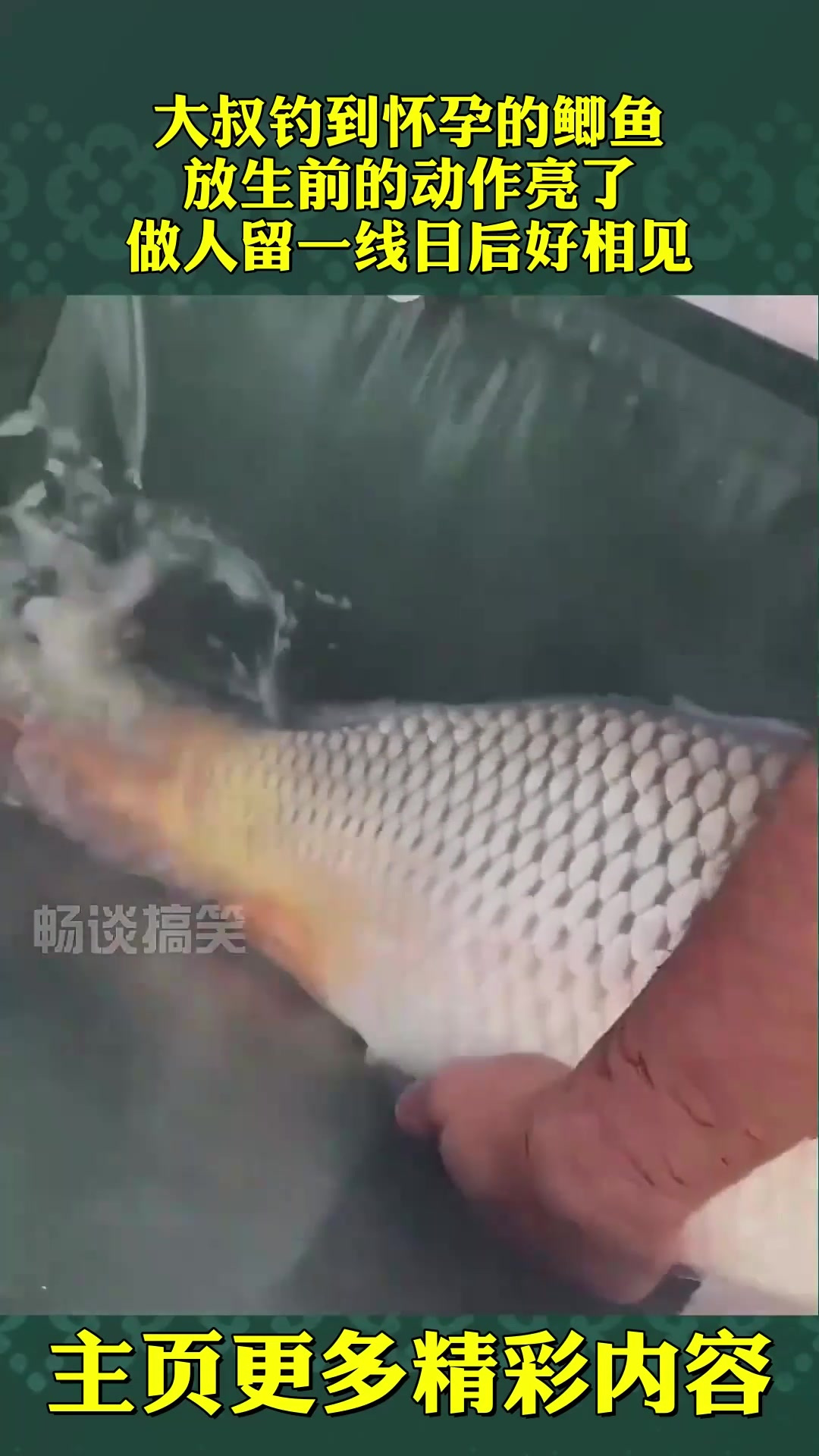 大叔钓到怀孕的鲫鱼,放生前的动作亮了,做人留一线日后好相见