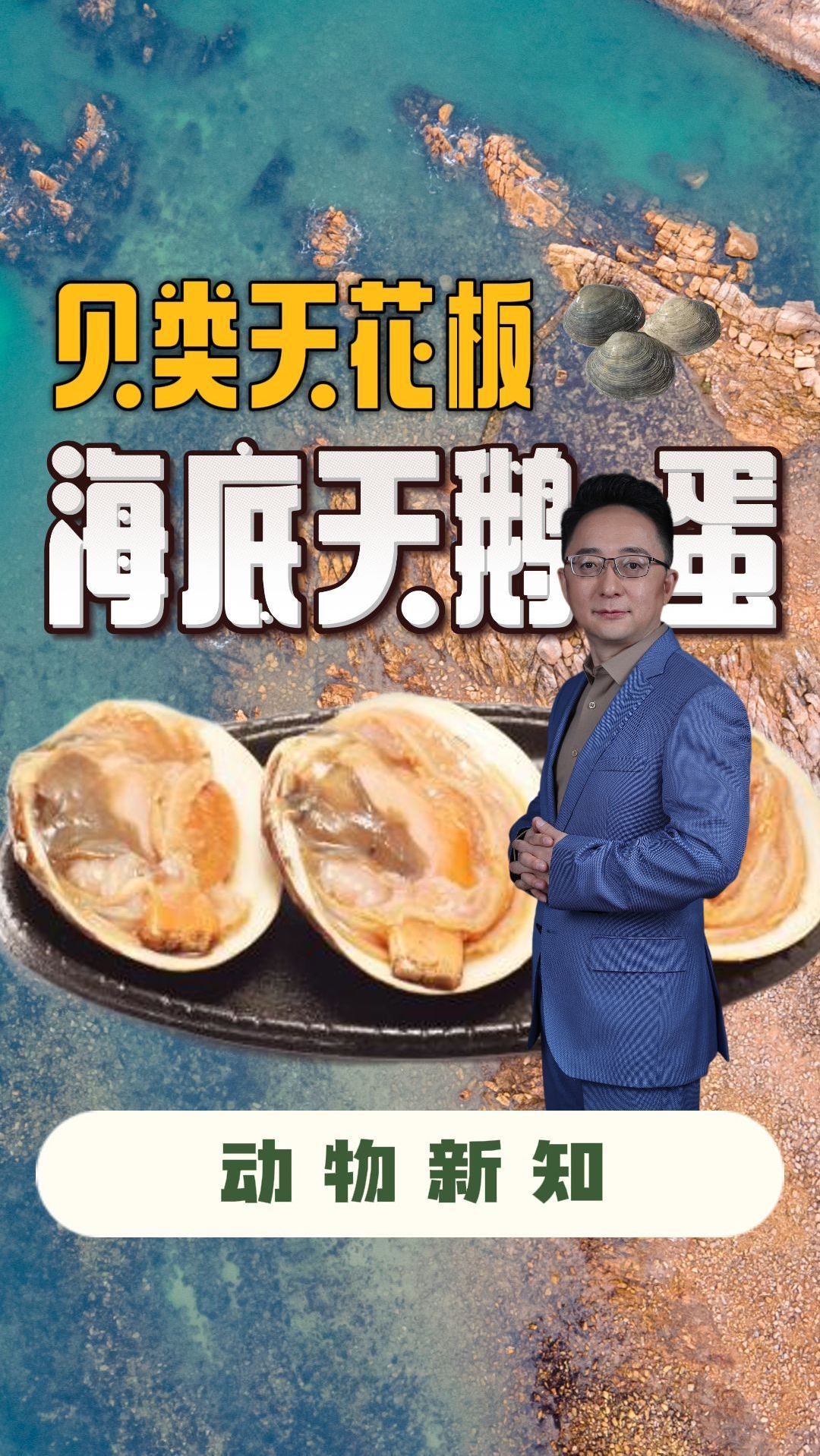 贝类天花板 海底天鹅蛋